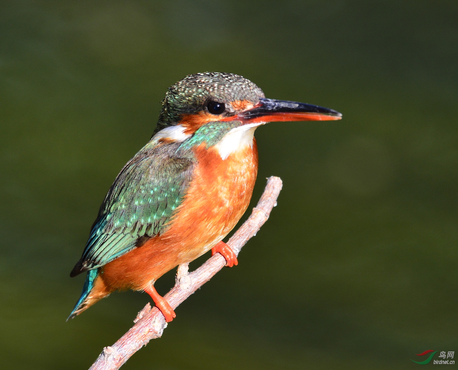 普通翠鸟标准照