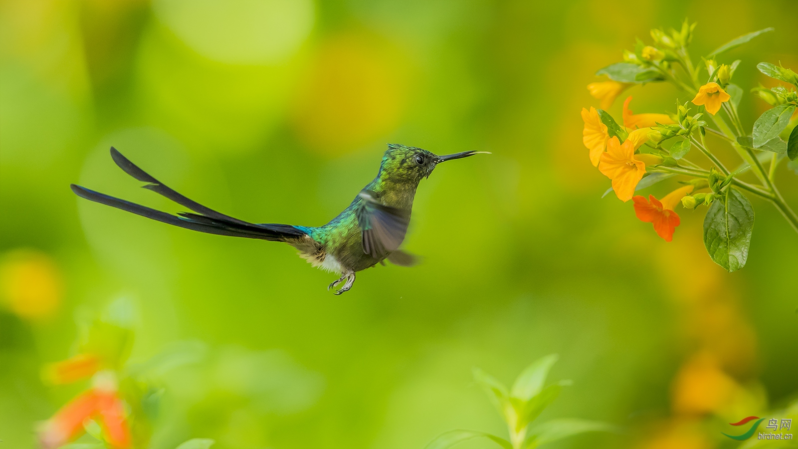 南美《紫长尾蜂鸟》