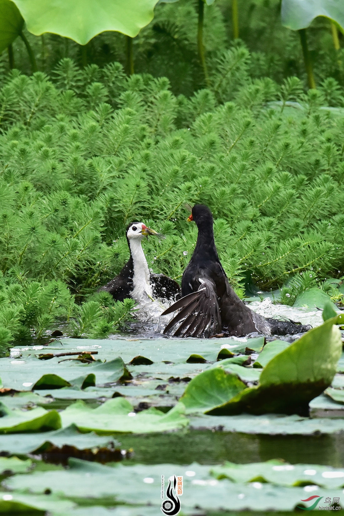 DSC_2079.JPG