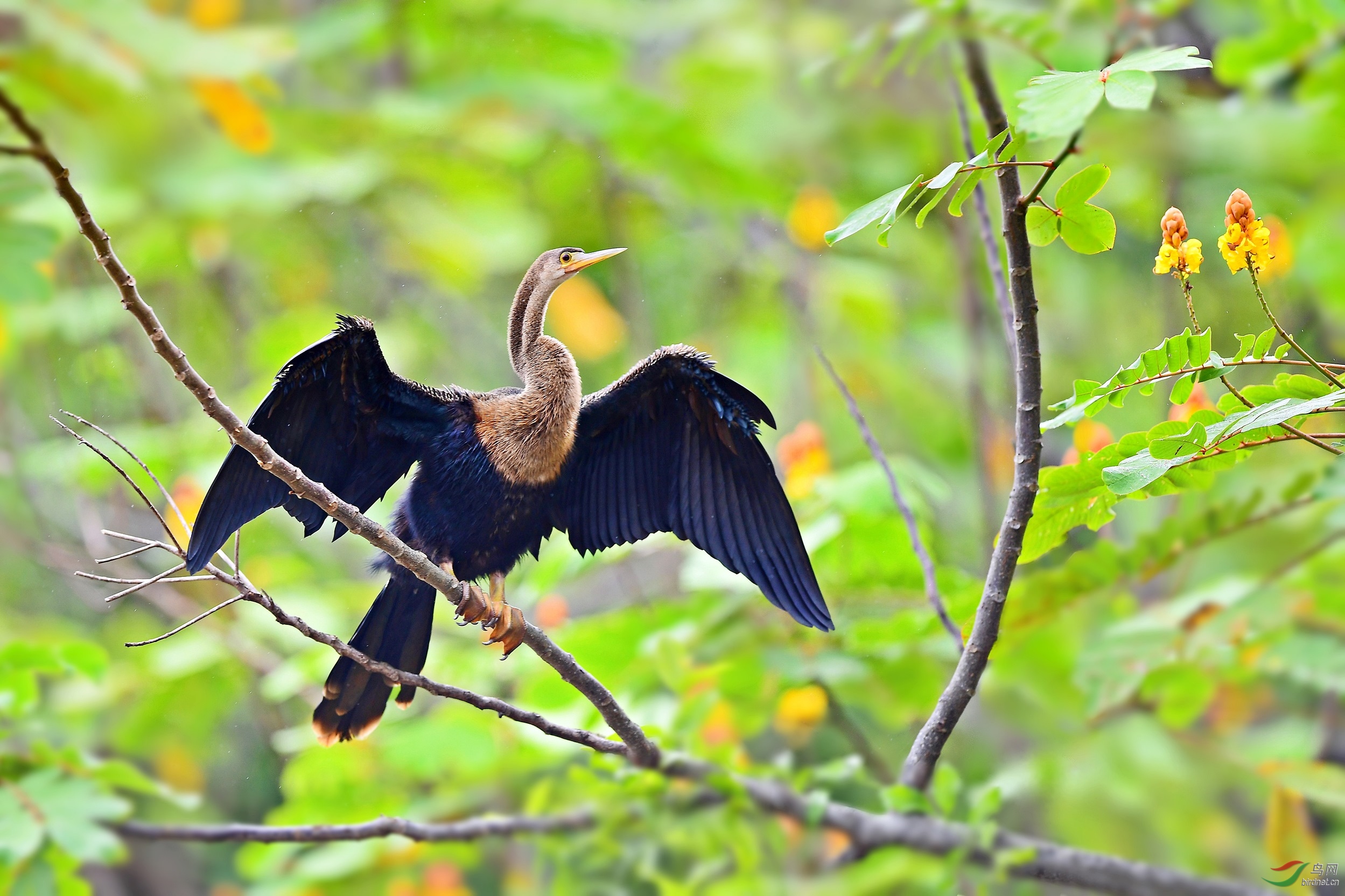 美洲蛇鹈祝贺荣获首页鸟类精华