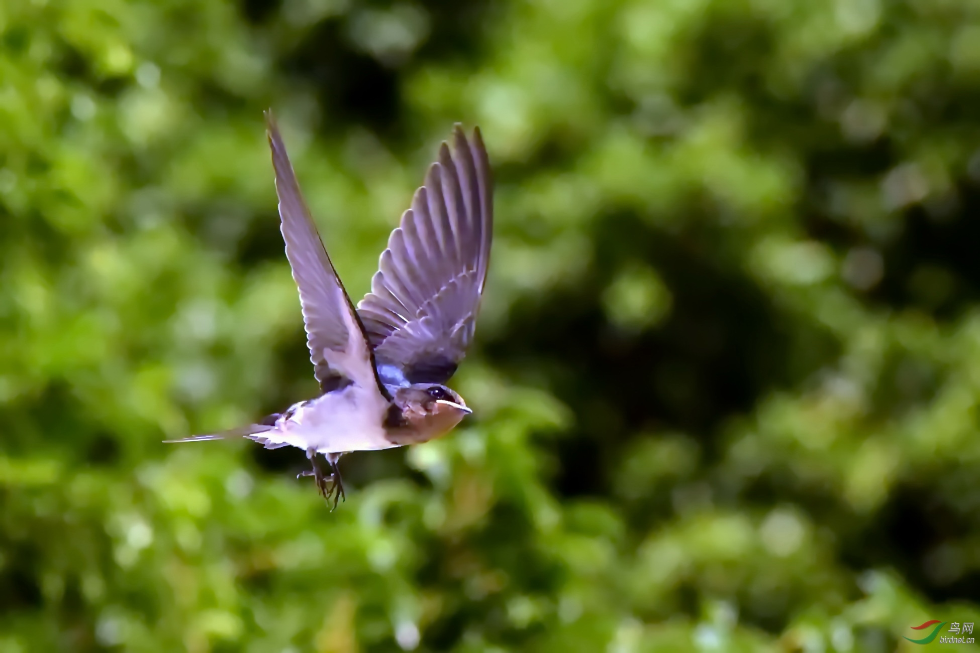 飞行中的燕子
