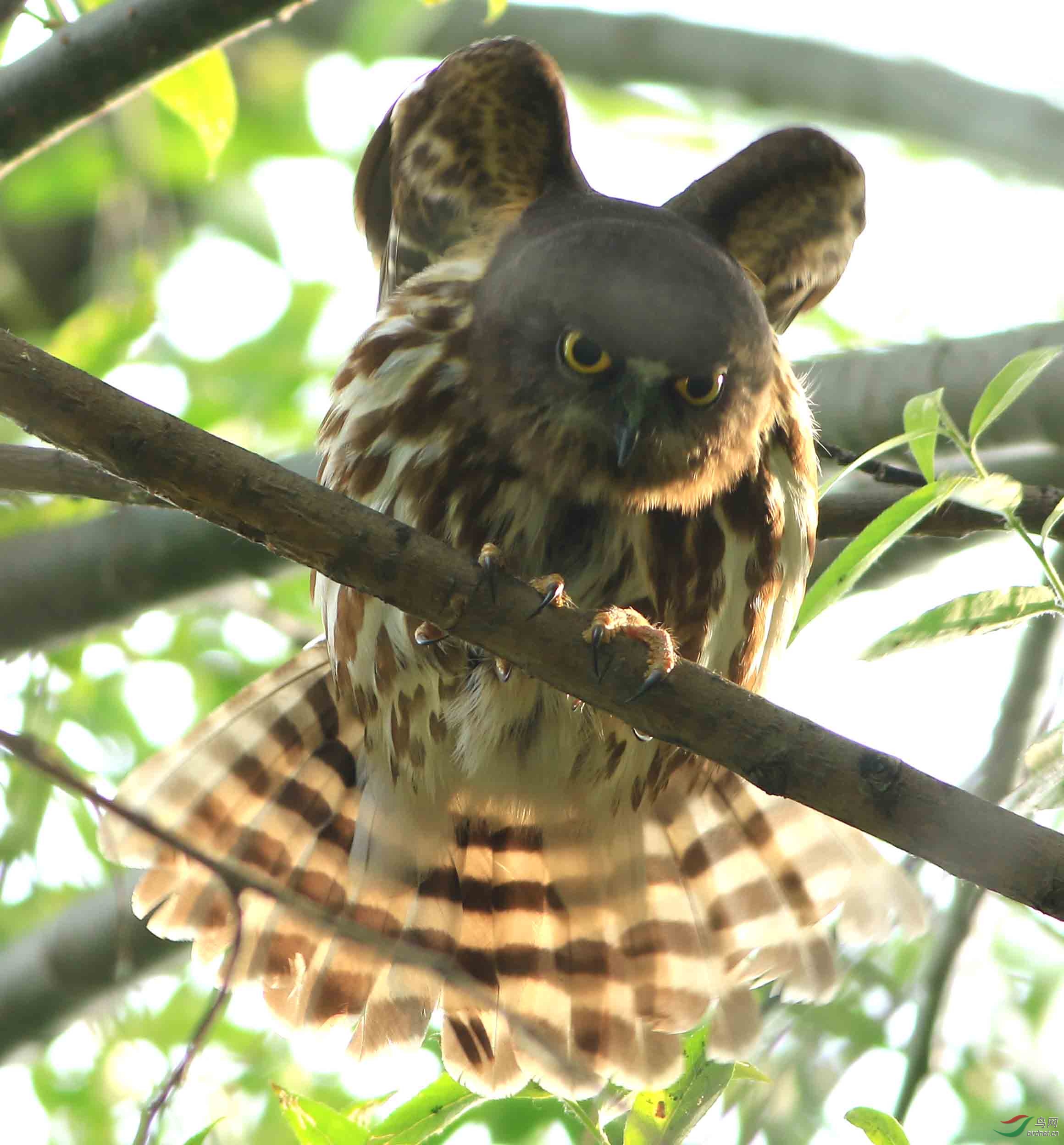 褐鹰鸮图片