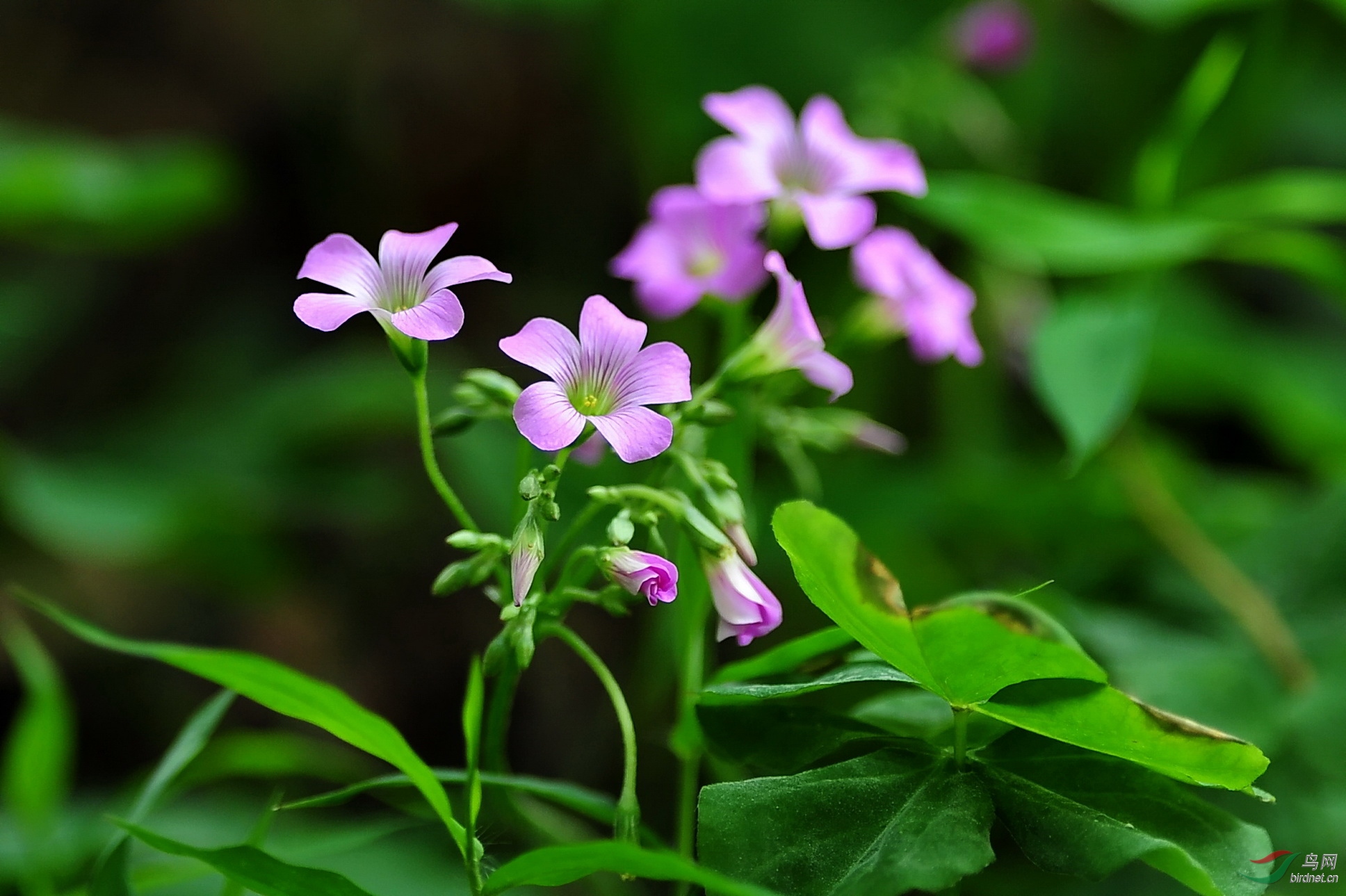 莫道野花难入室 路边小草自芬芳
