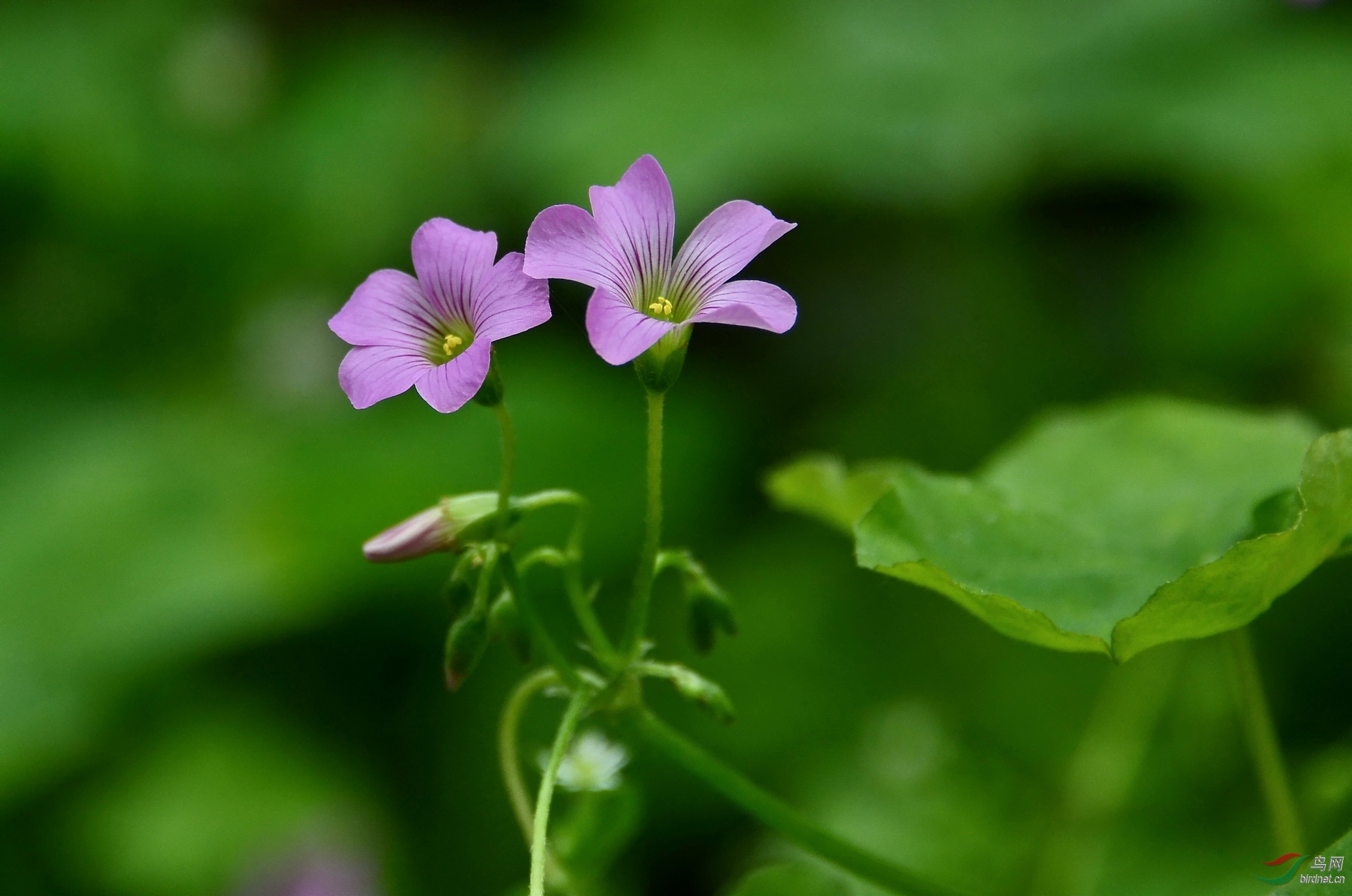 莫道野花难入室 路边小草自芬芳