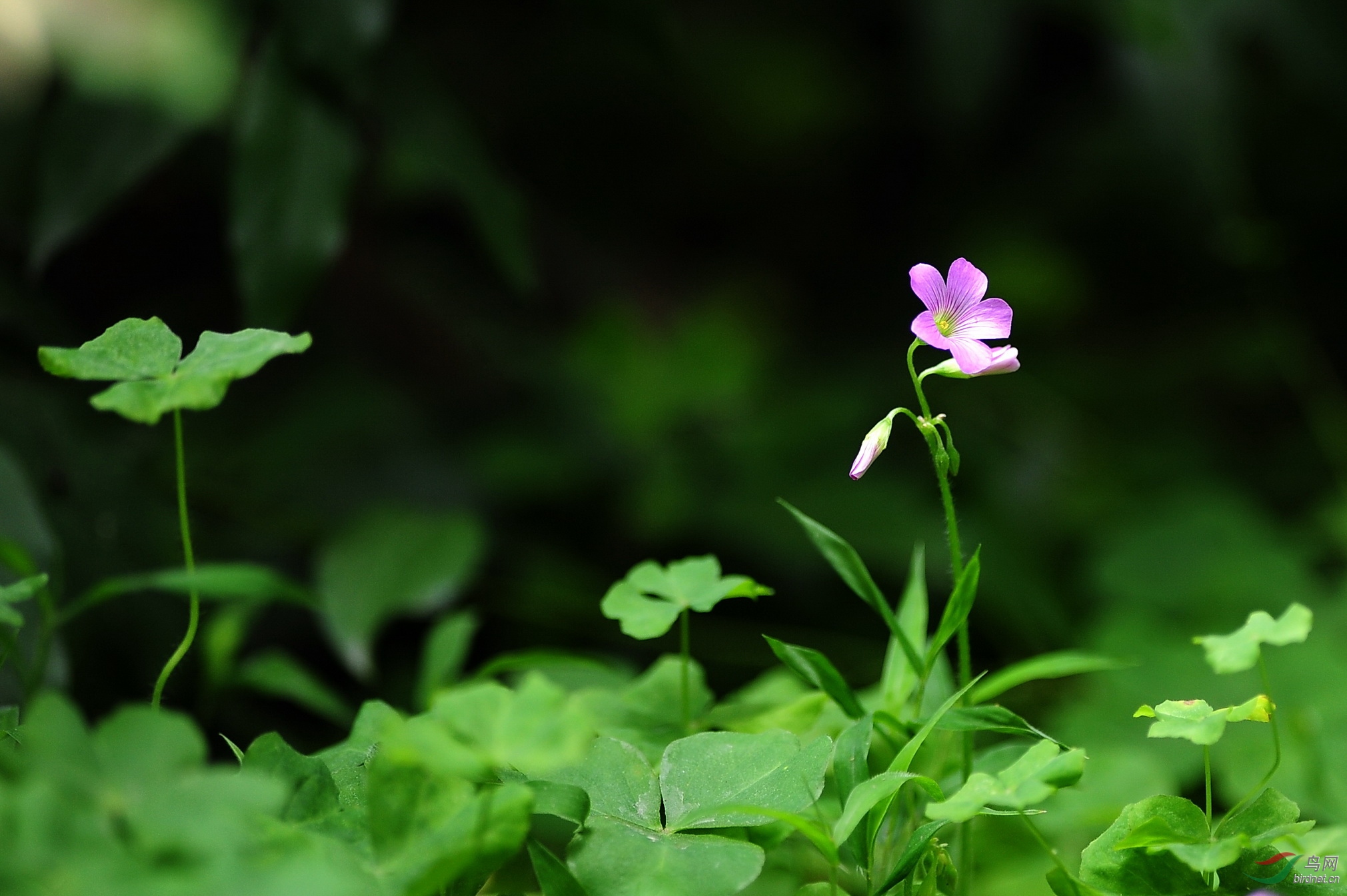 莫道野花难入室 路边小草自芬芳