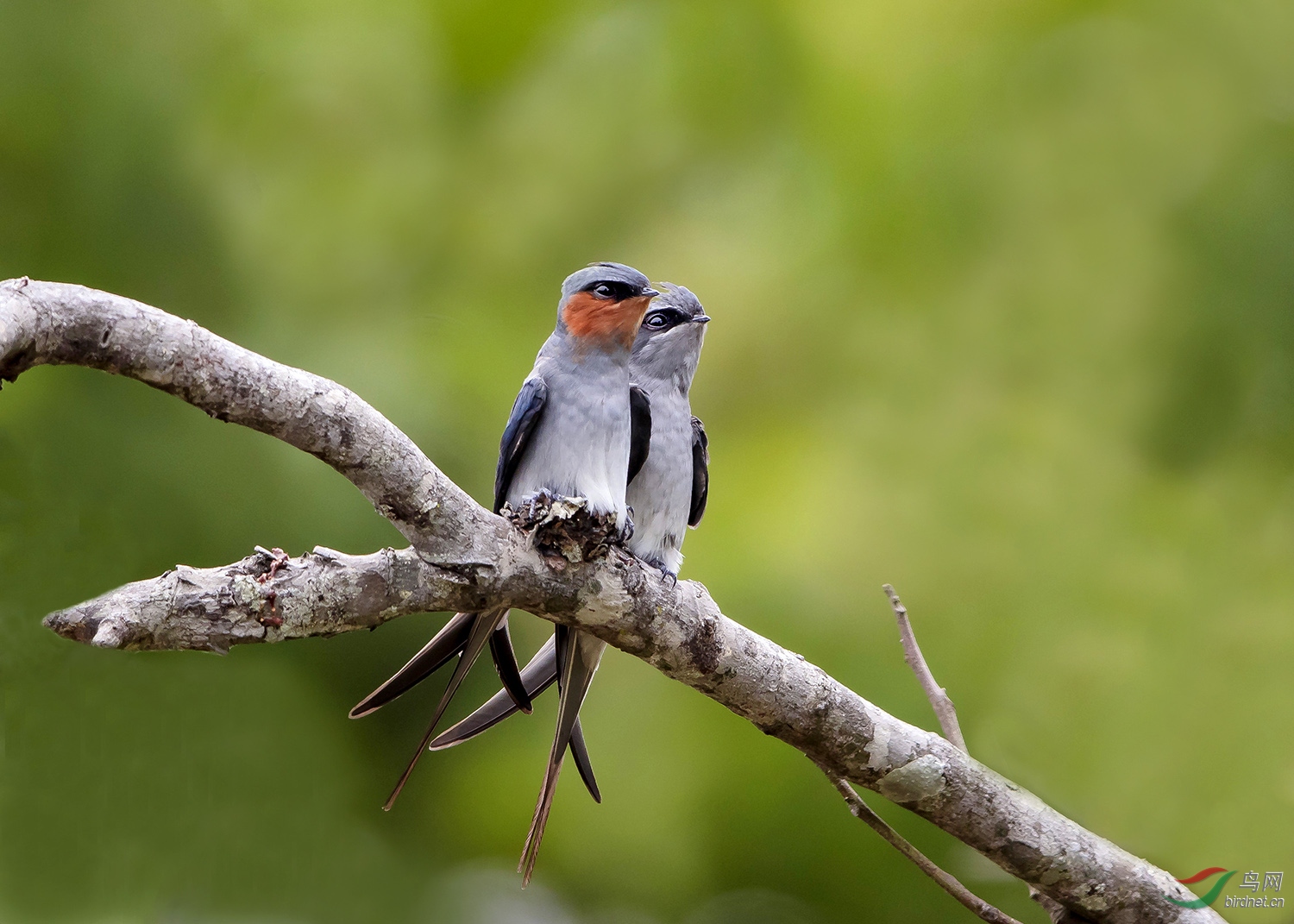 凤头雨燕树稍孵化6