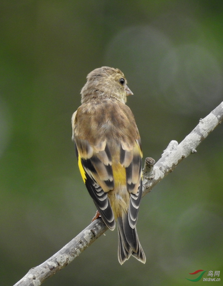 DSCN9525.JPG