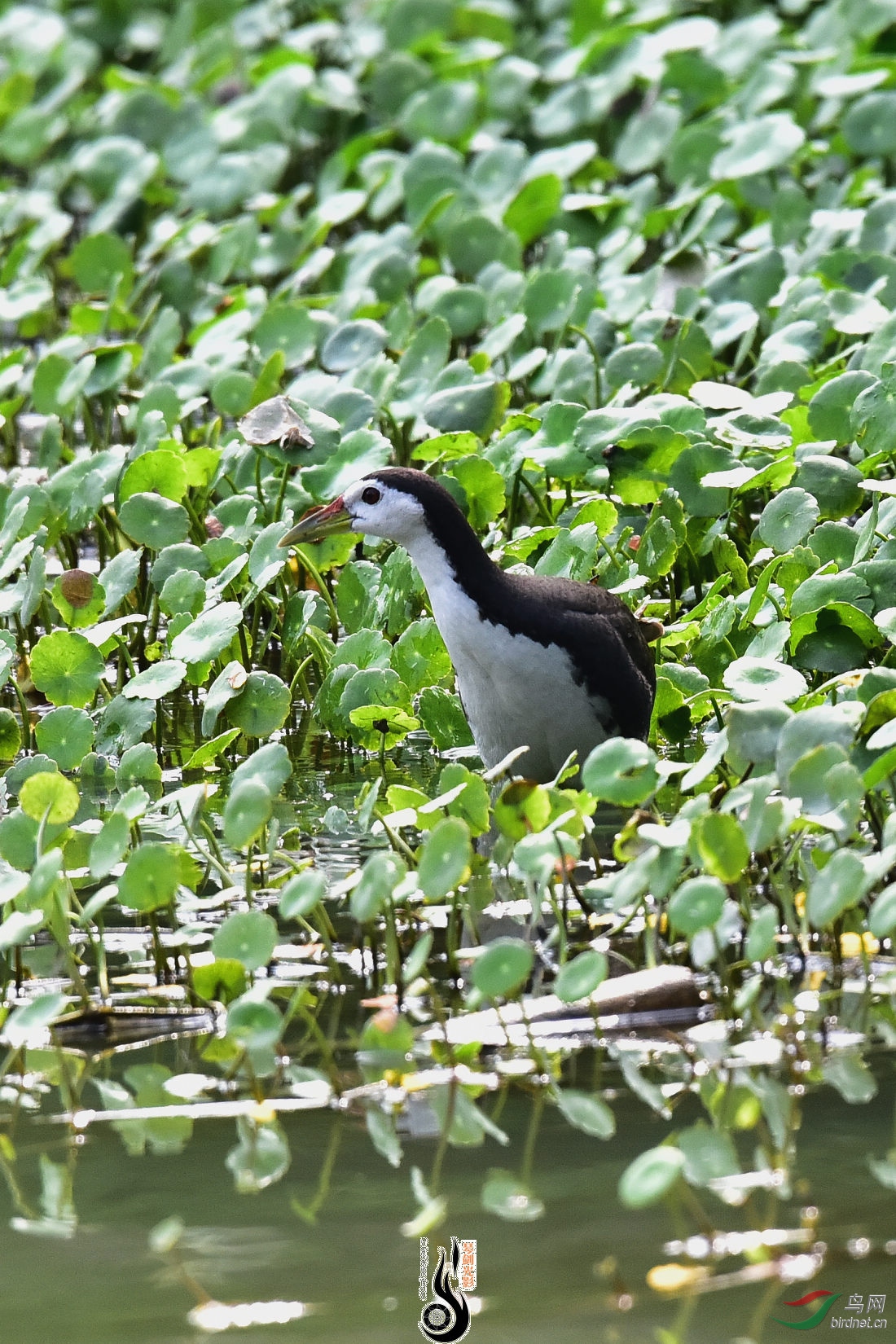 DSC_2701.JPG