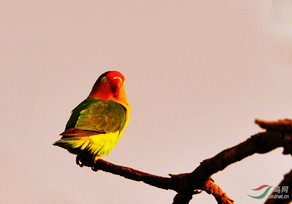非洲中型鸟系列二十一《费氏灰头牡丹鹦鹉》