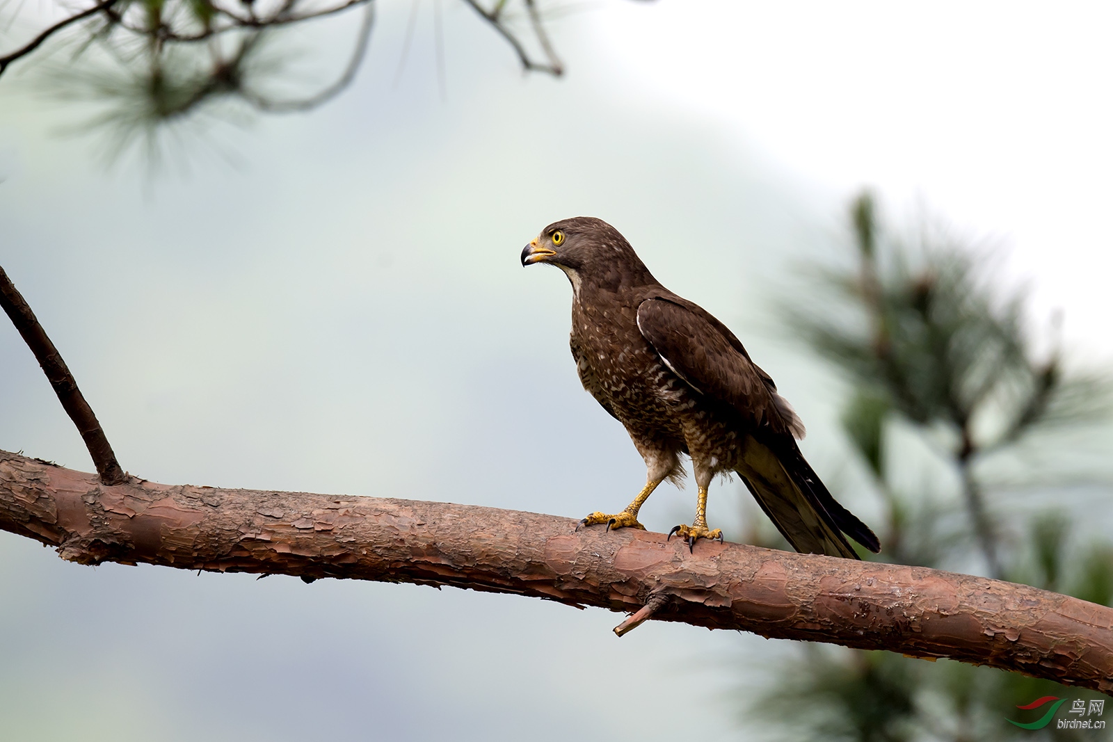 棕脸鵟鹰