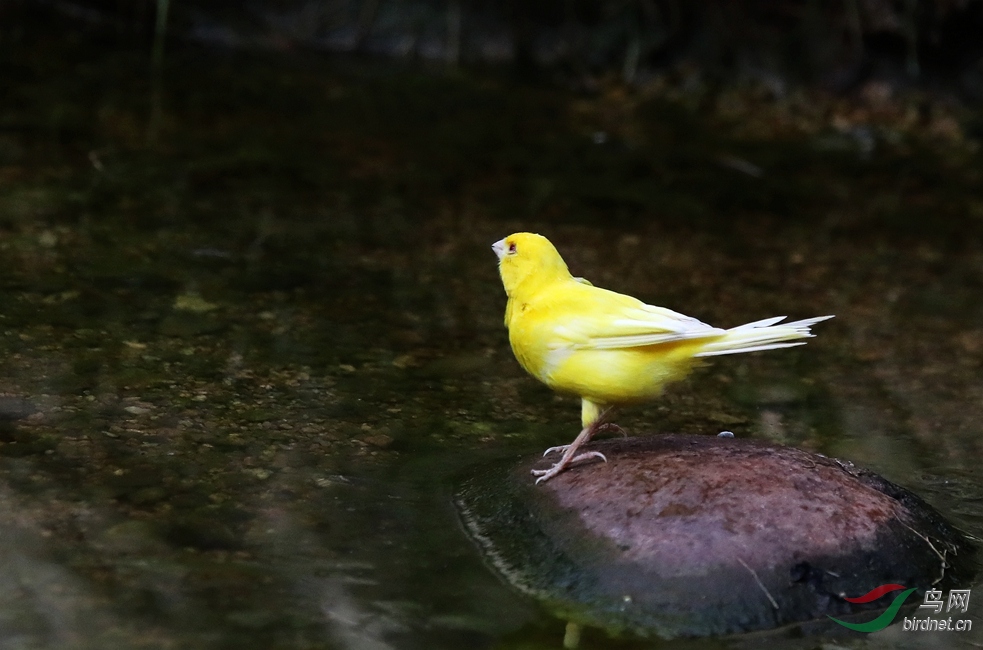 小黄鸟普通版图片