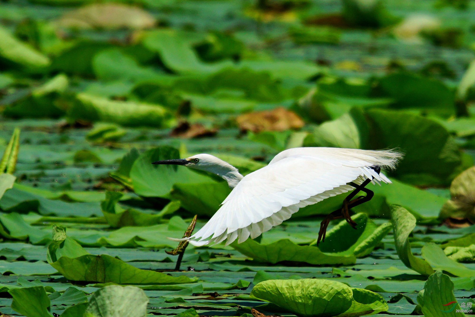 荷塘白鹭