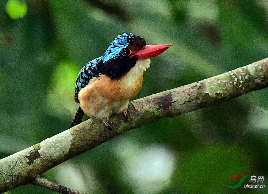 banded kingfisher 横斑翠