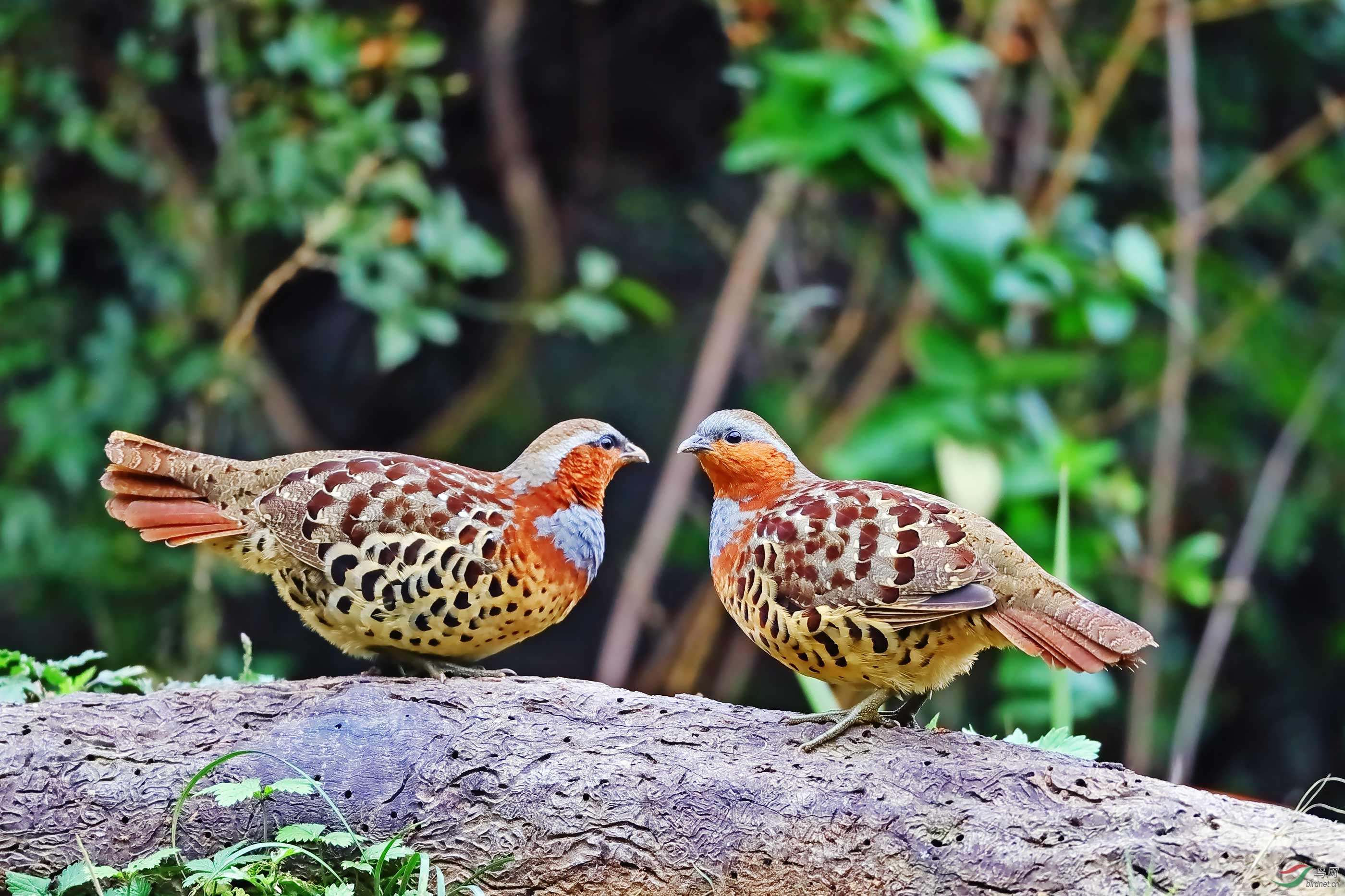 【看图说画】灰胸竹鸡