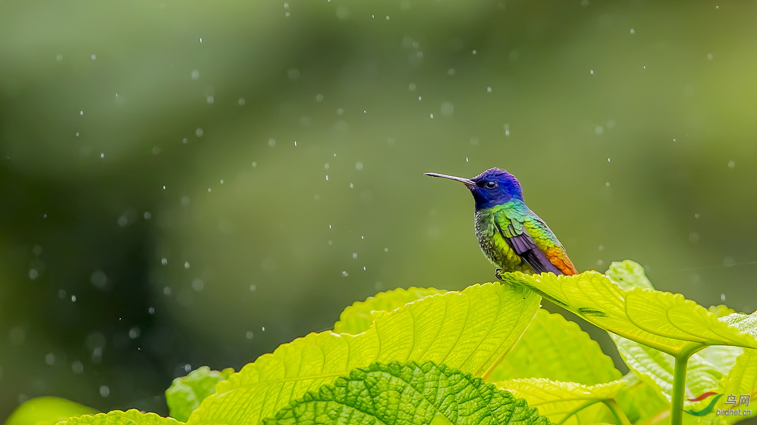 金尾蜂鸟《观雨》(祝贺荣获首页精华!