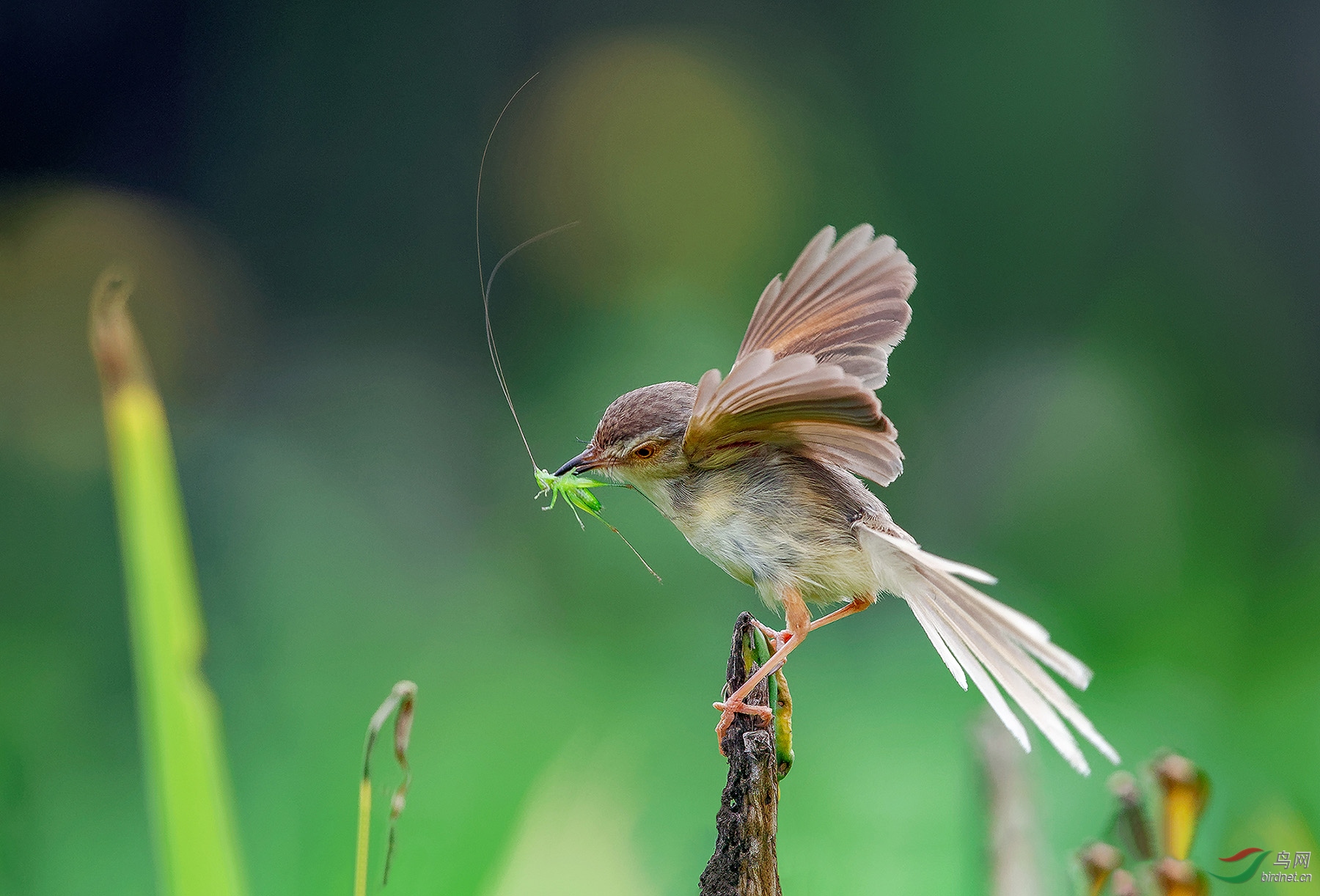 捕虫能手纯色鹪莺