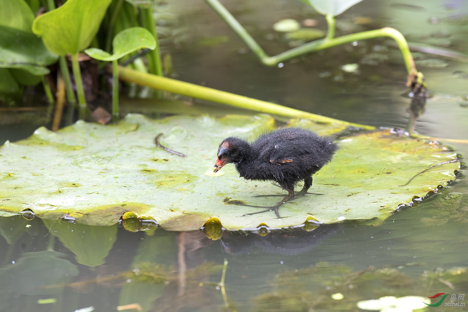 黑水鸡幼鸟