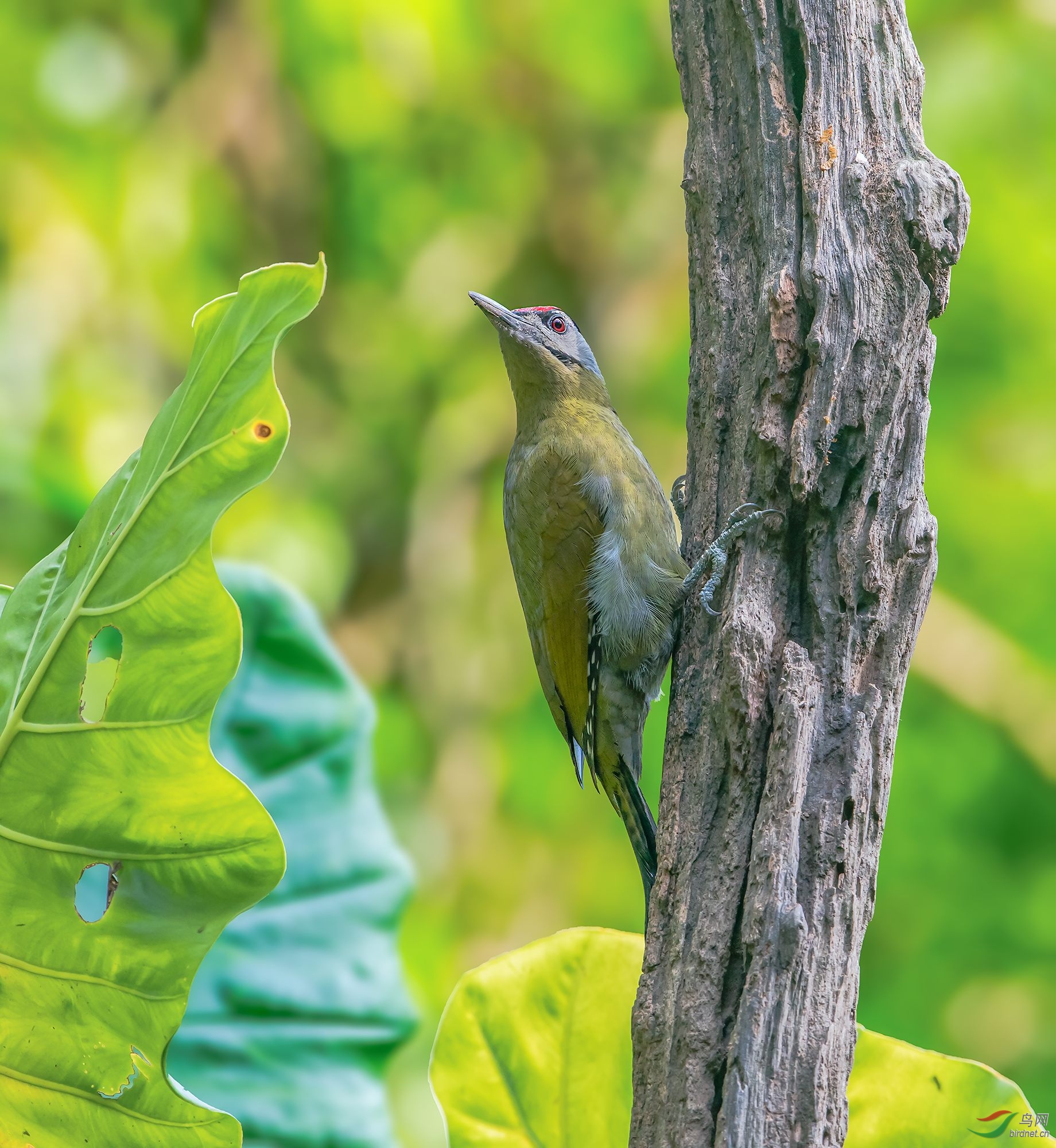 灰头绿啄木鸟