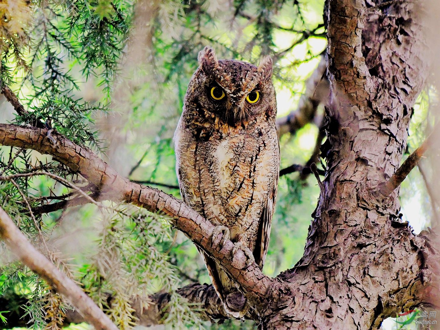 东方角鸮(祝贺荣获首页鸟类精华)