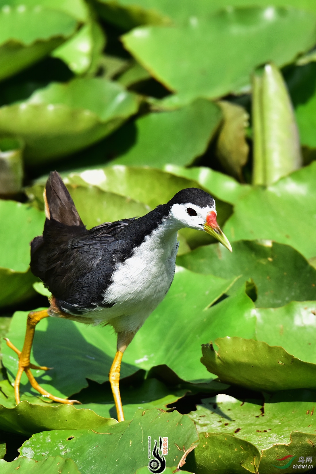 DSC_3781.JPG