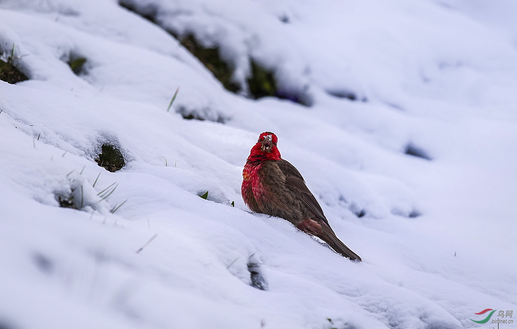 雪白雪红(红胸朱雀)
