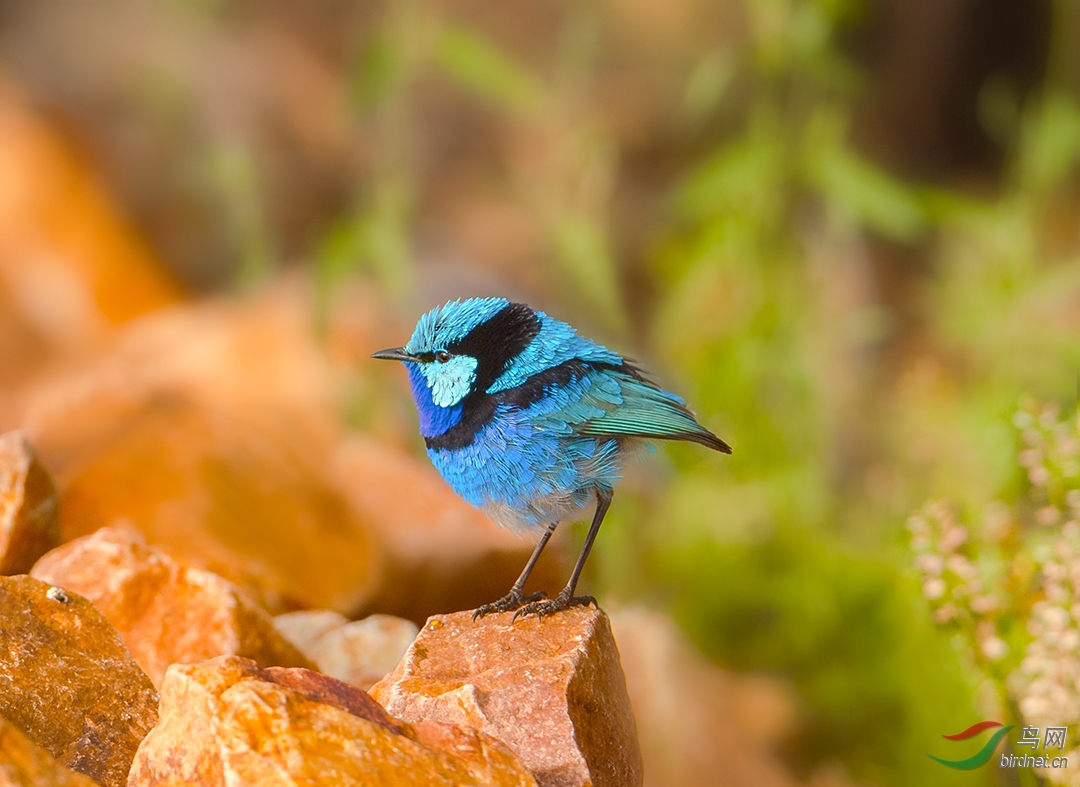 【辉蓝细尾鹩莺】