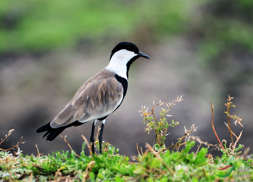 非洲中型鸟系列二十九距翅麦鸡