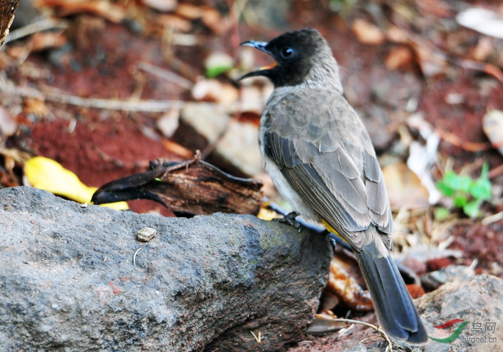 非洲中型鸟系列三十黑头鹎