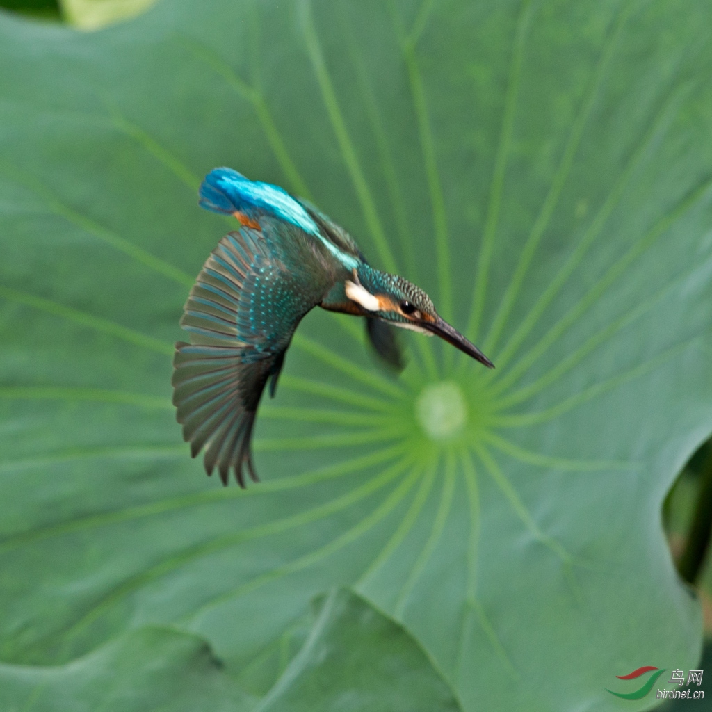 俯冲【普通翠鸟】