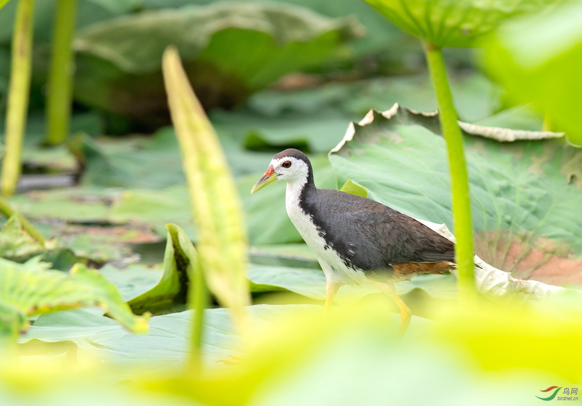 白胸苦惡鳥