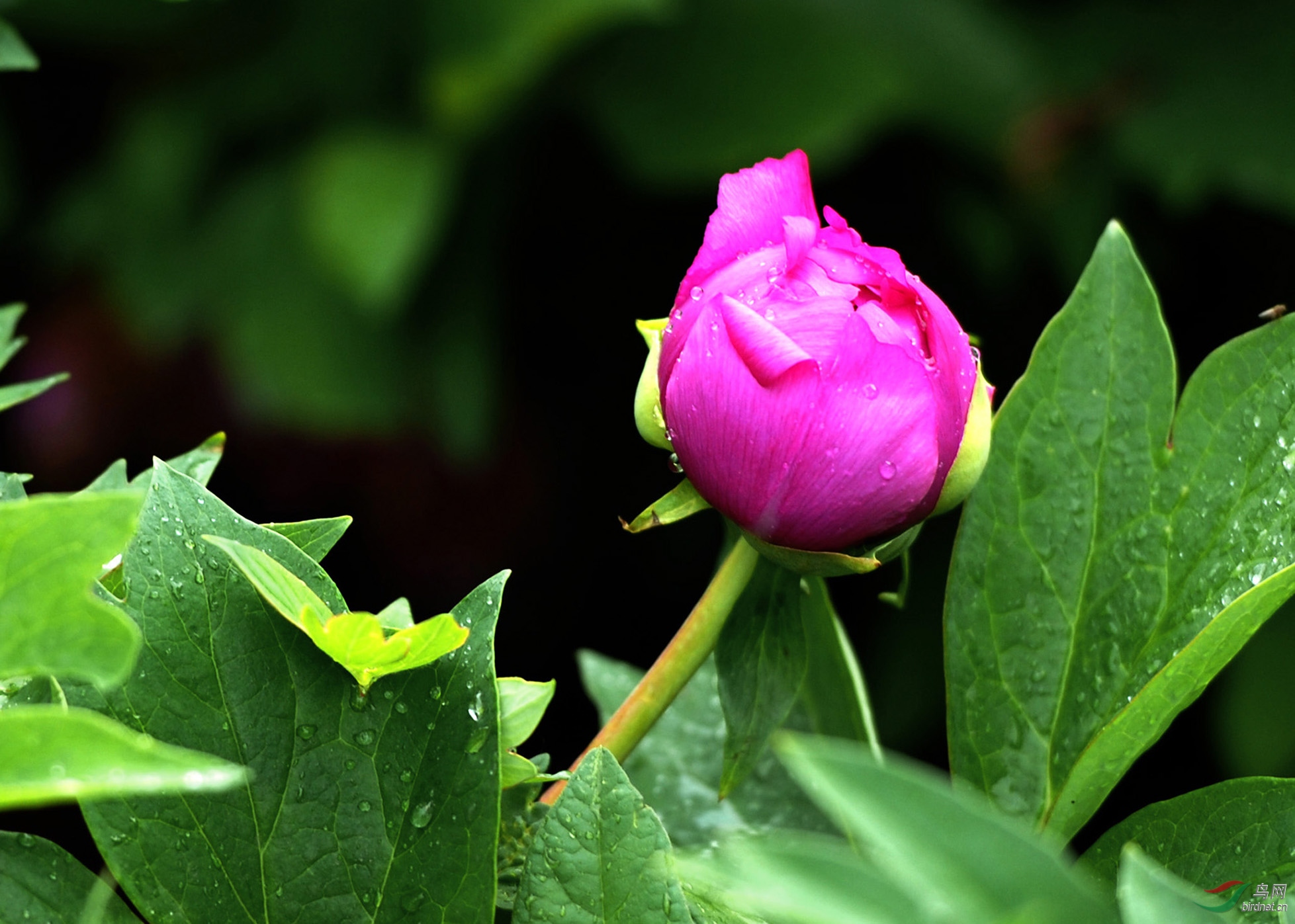 含苞欲放牡丹花