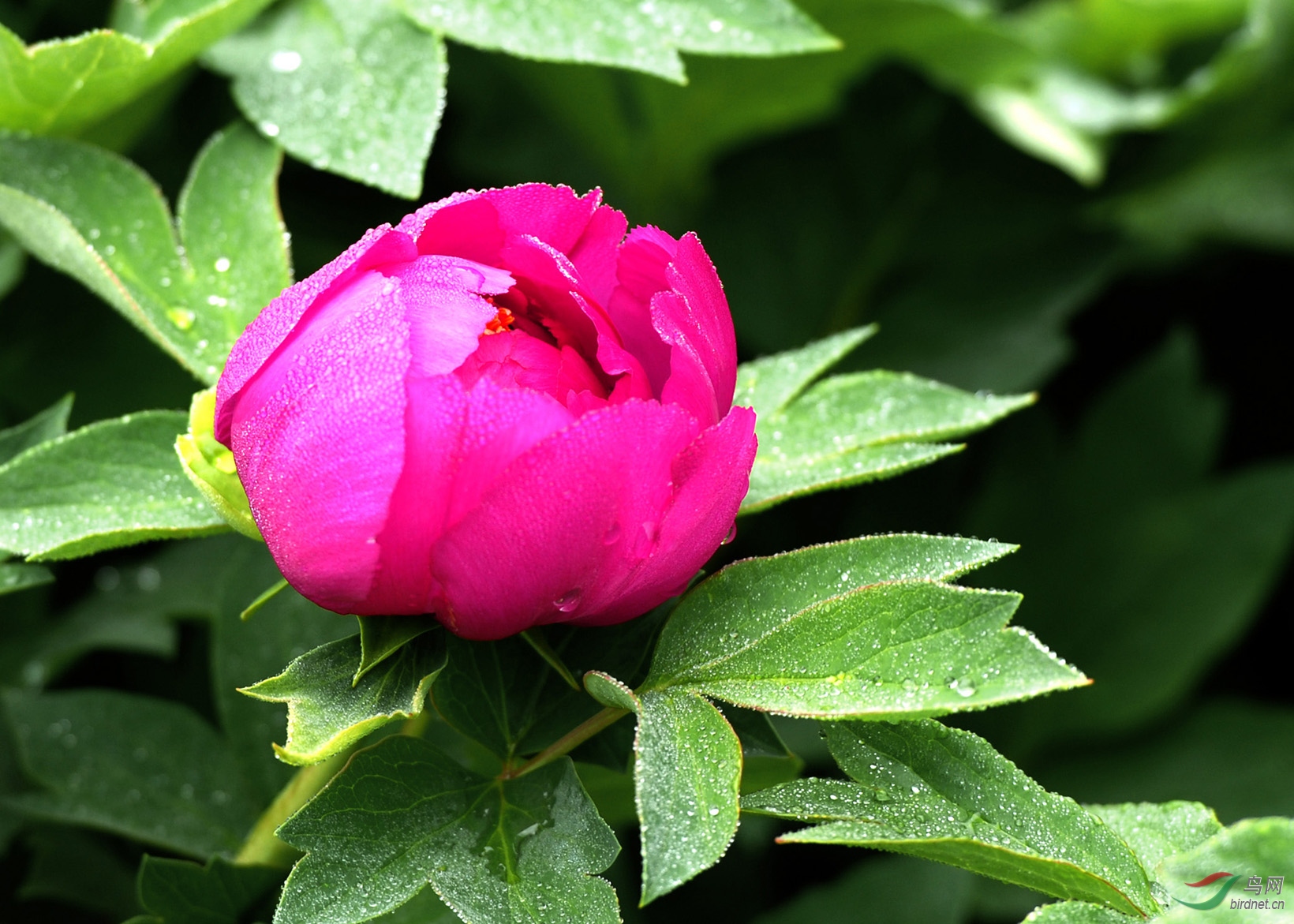 含苞欲放牡丹花