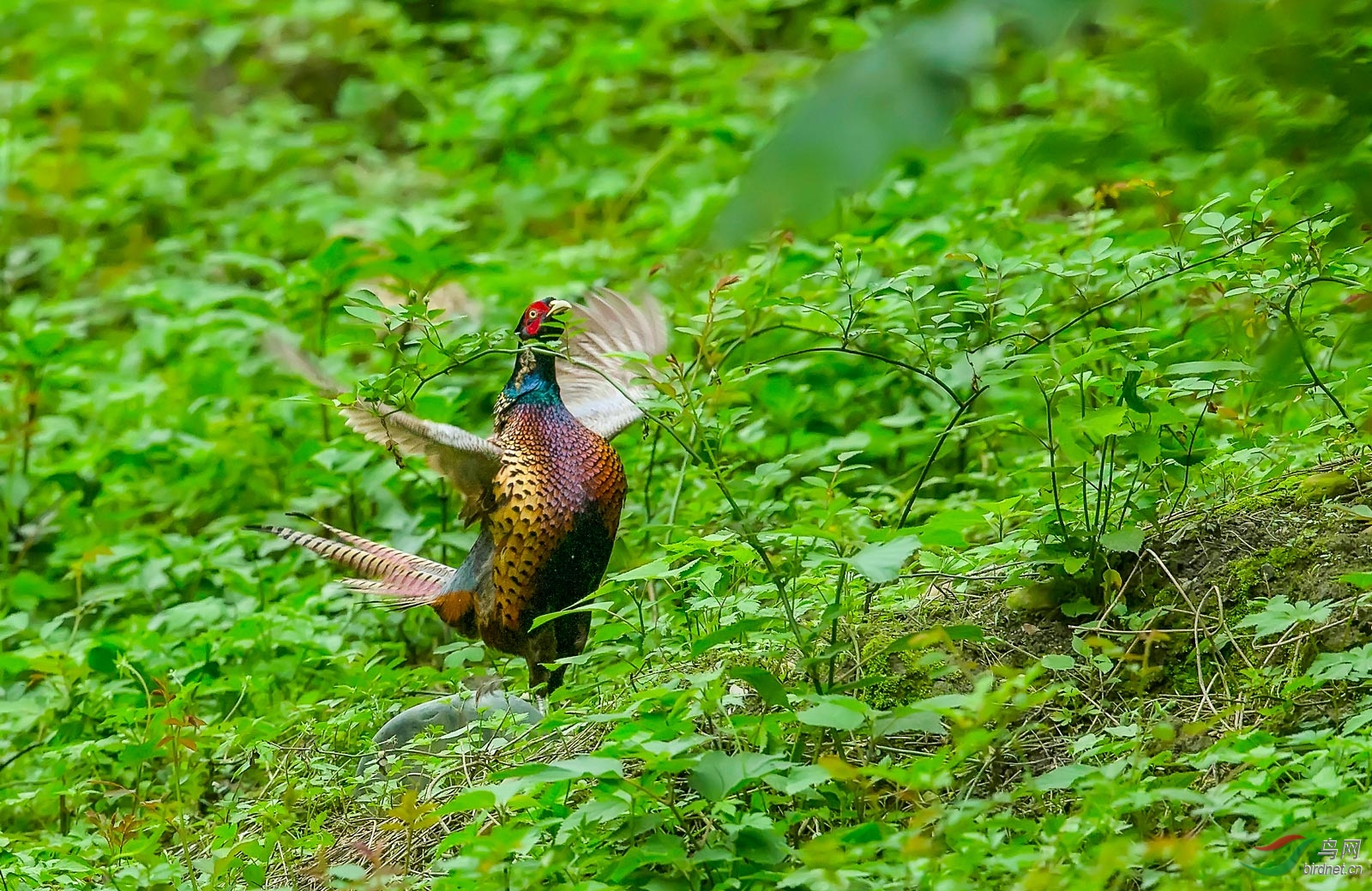 有机芳草(雉鸡)