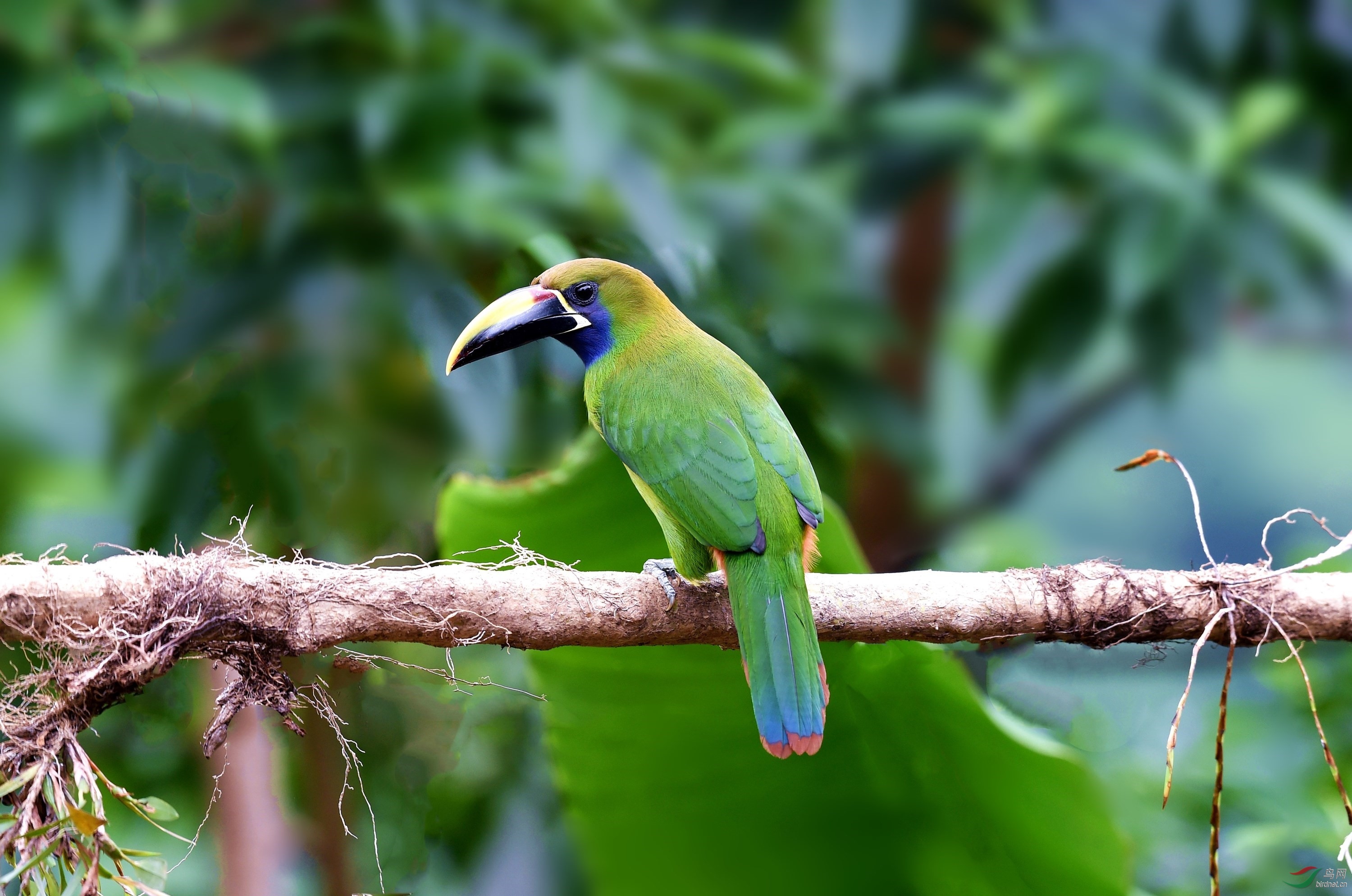 绿巨嘴鸟