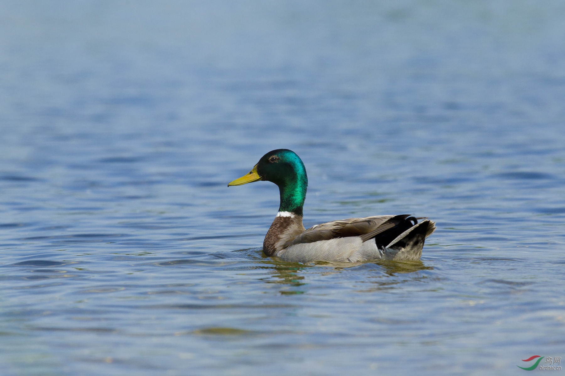 绿头鸭【北美】
