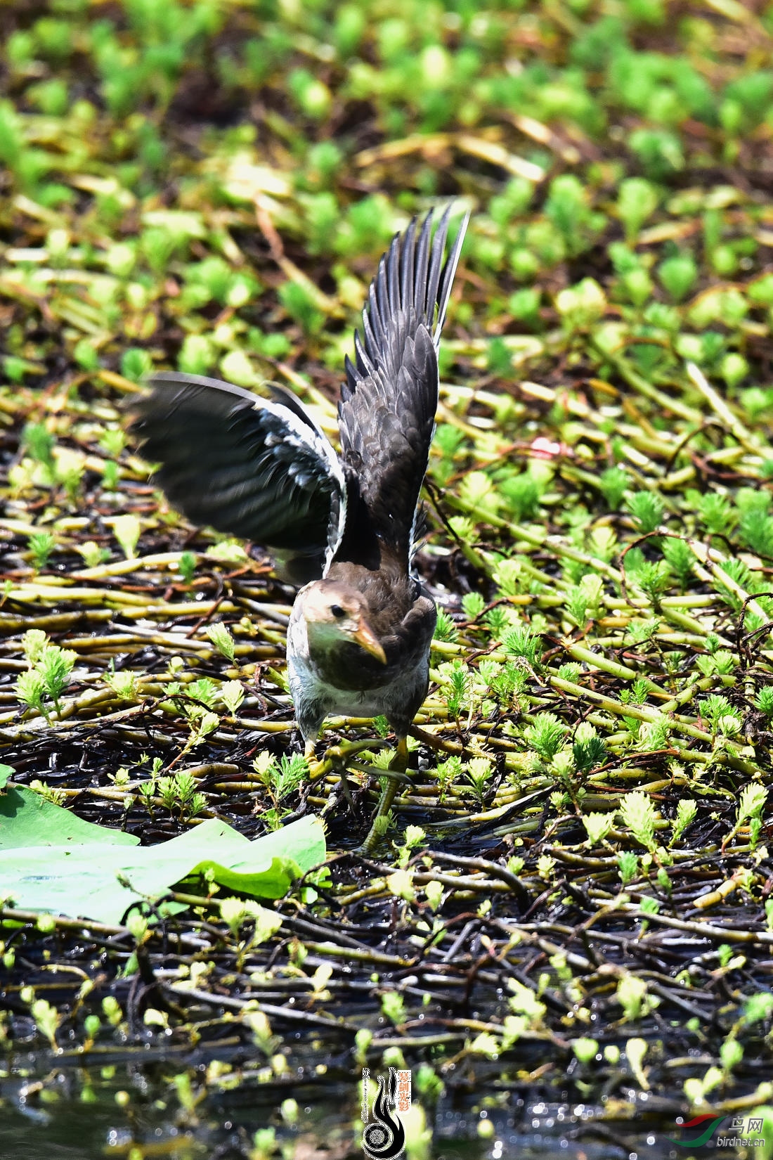 DSC_3971.JPG