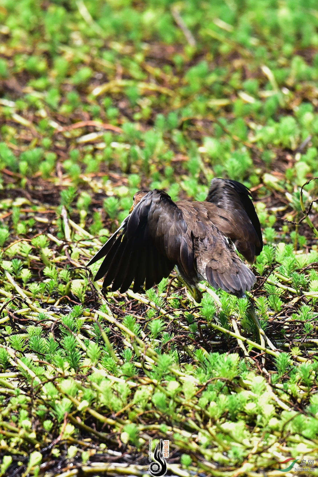 DSC_3975.JPG