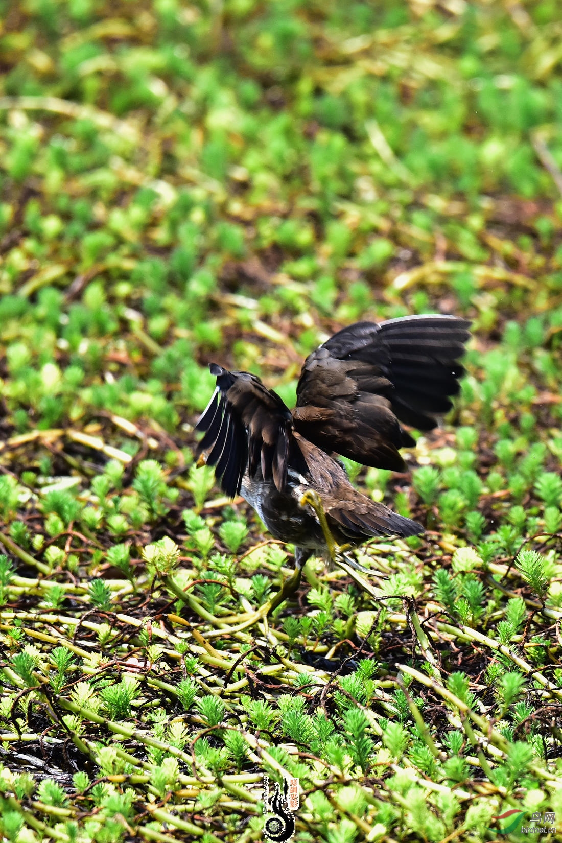 DSC_3976.JPG