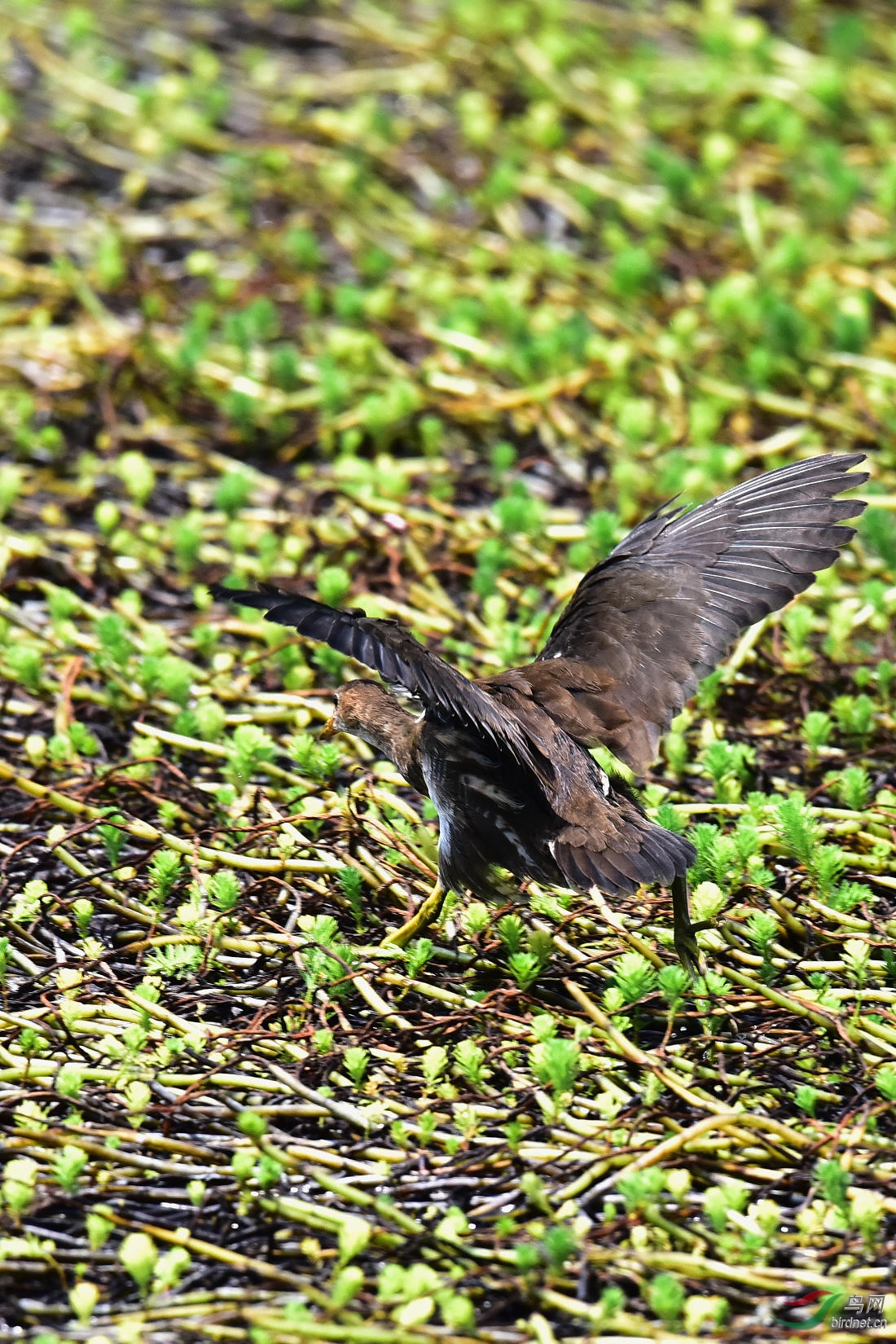 DSC_3977.JPG