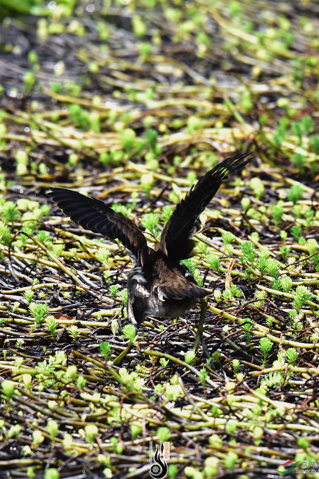 DSC_3978.JPG