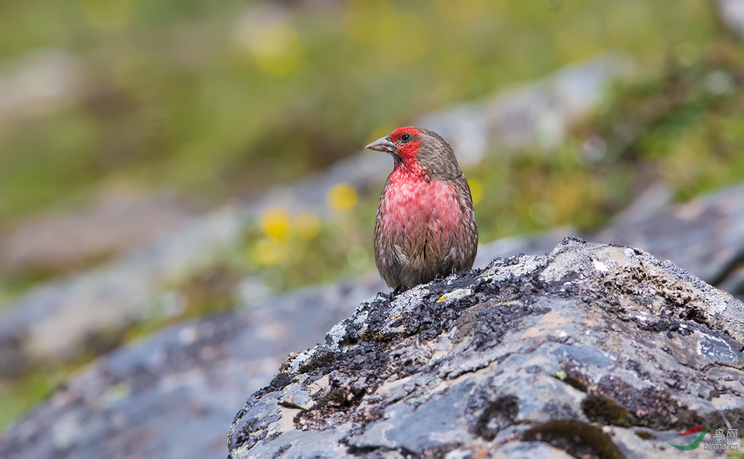 红胸朱雀 - 四川版 sichuan 鸟网