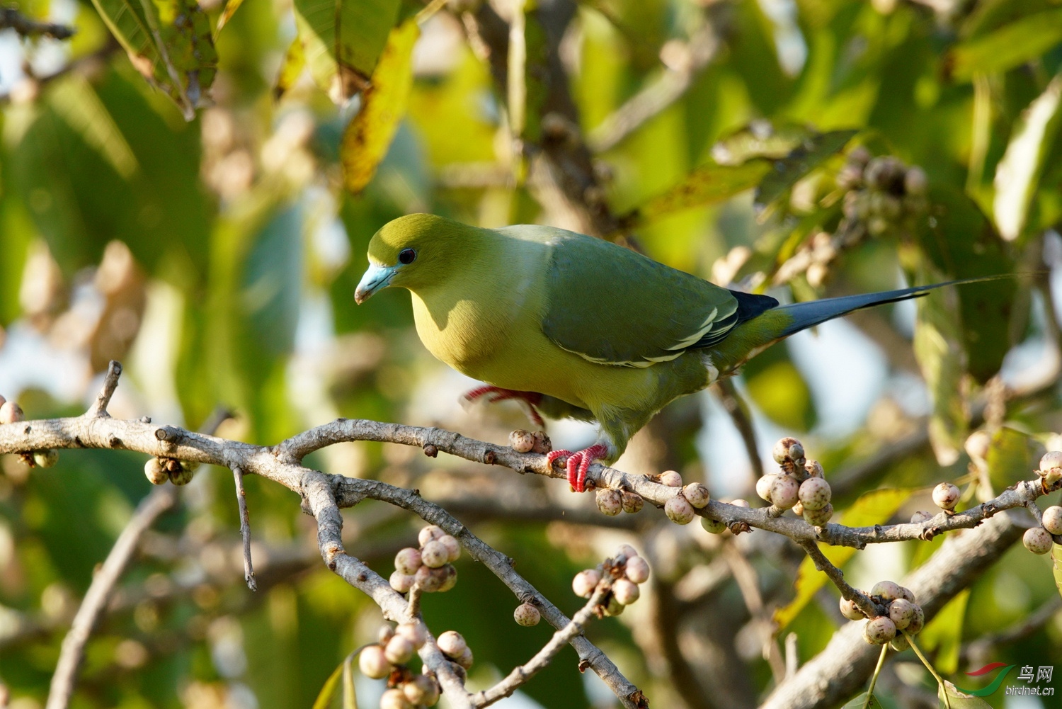 针尾绿鸠 - 林鸟版 鸟网