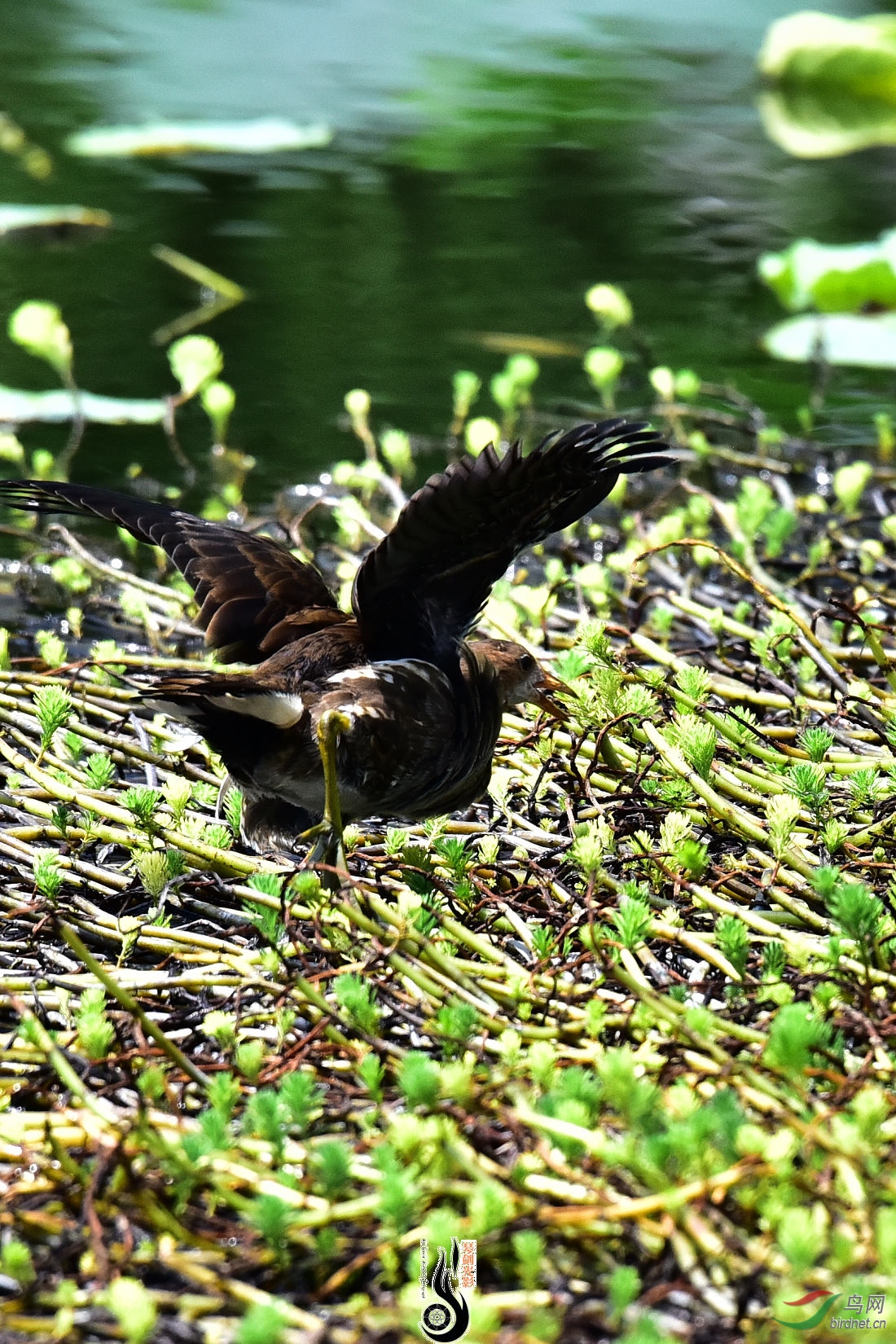 DSC_3992.JPG