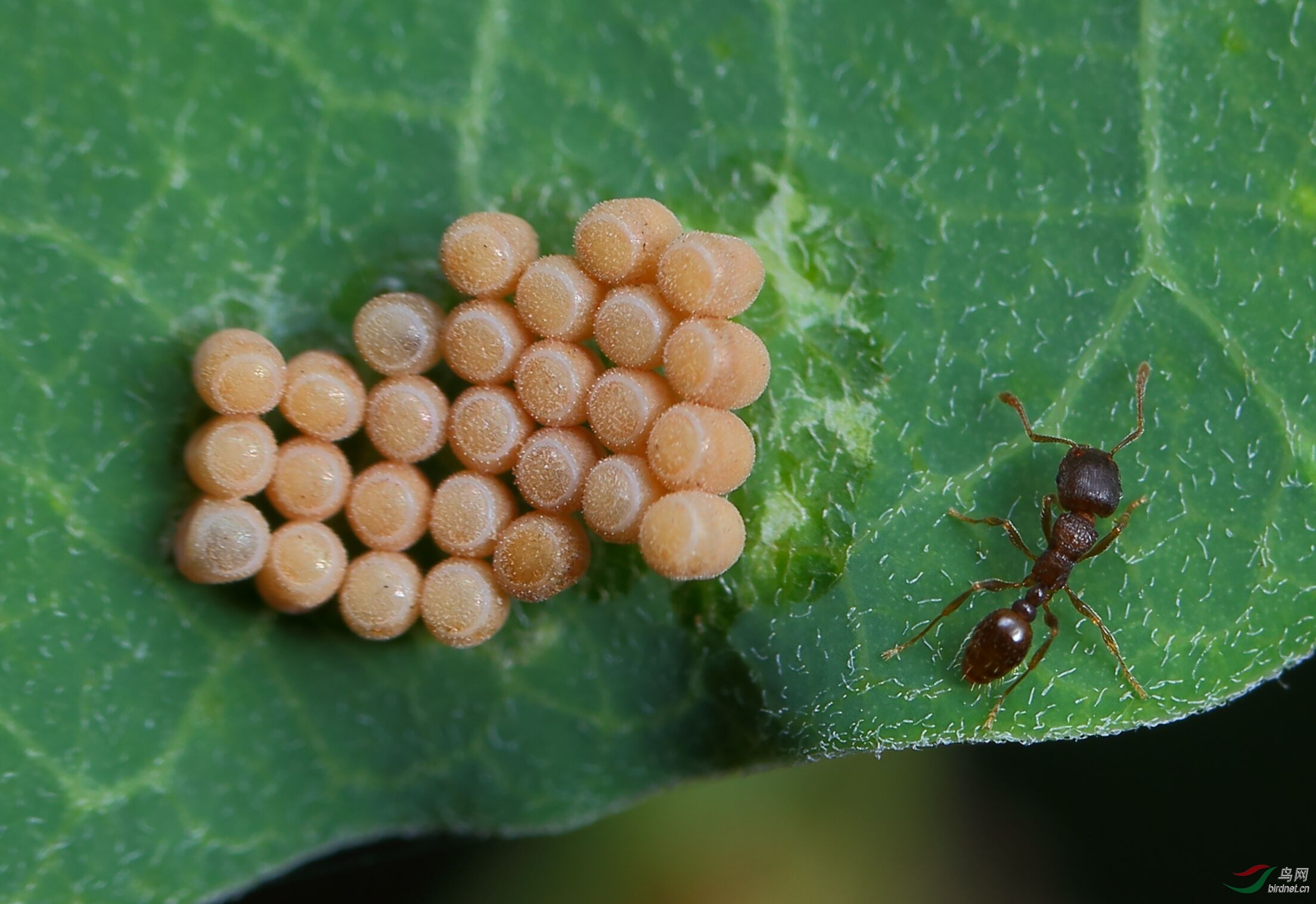 蚂蚁偷吃虫卵