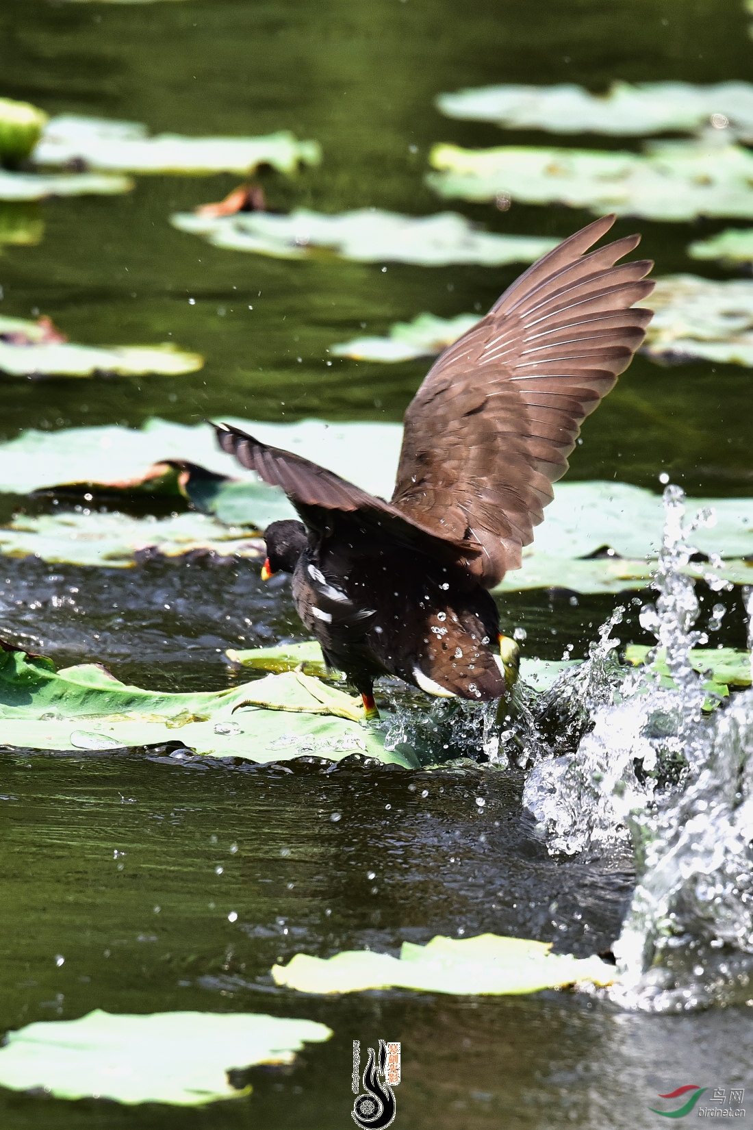 DSC_4036.JPG