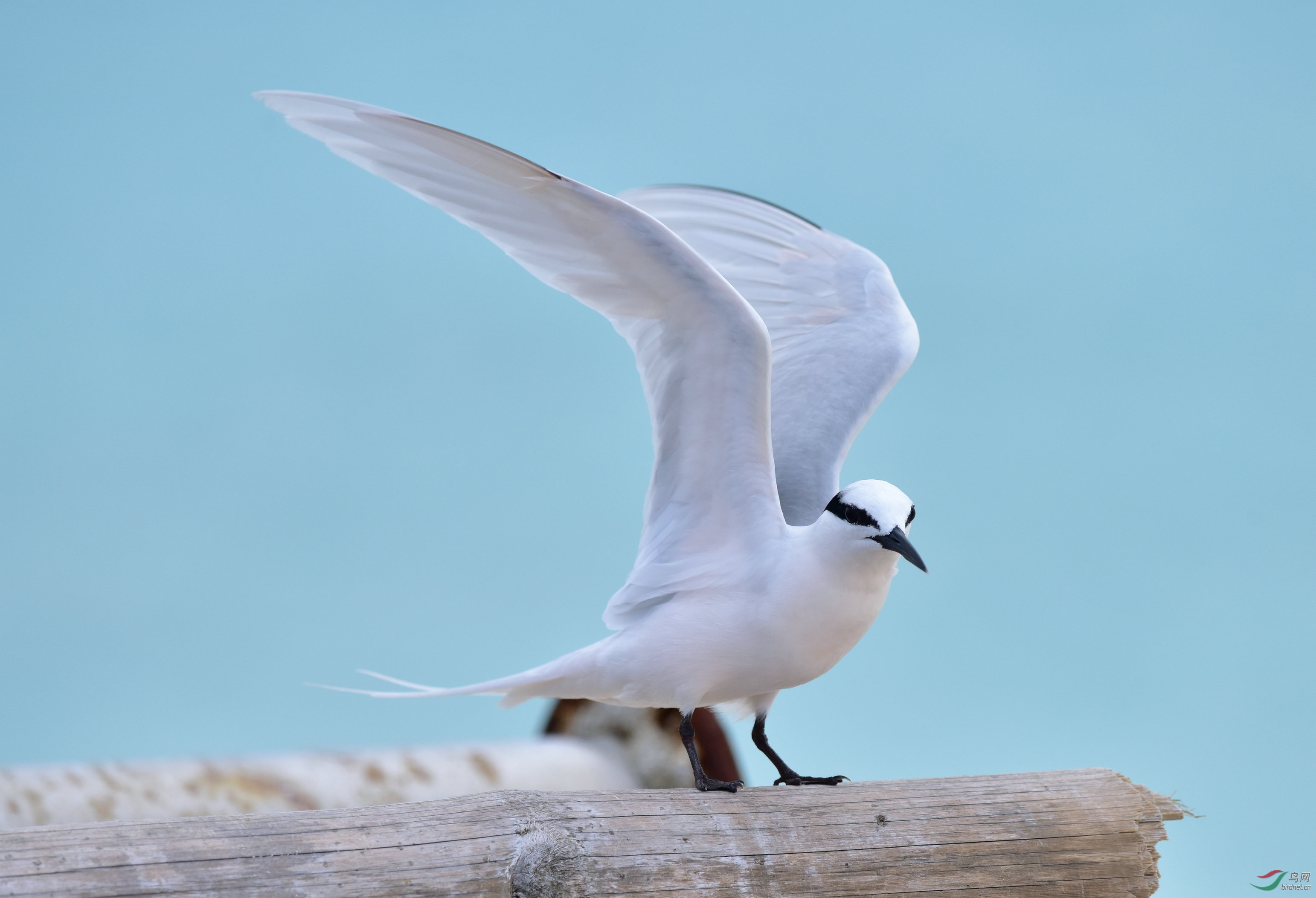西沙群岛海鸟的图片图片