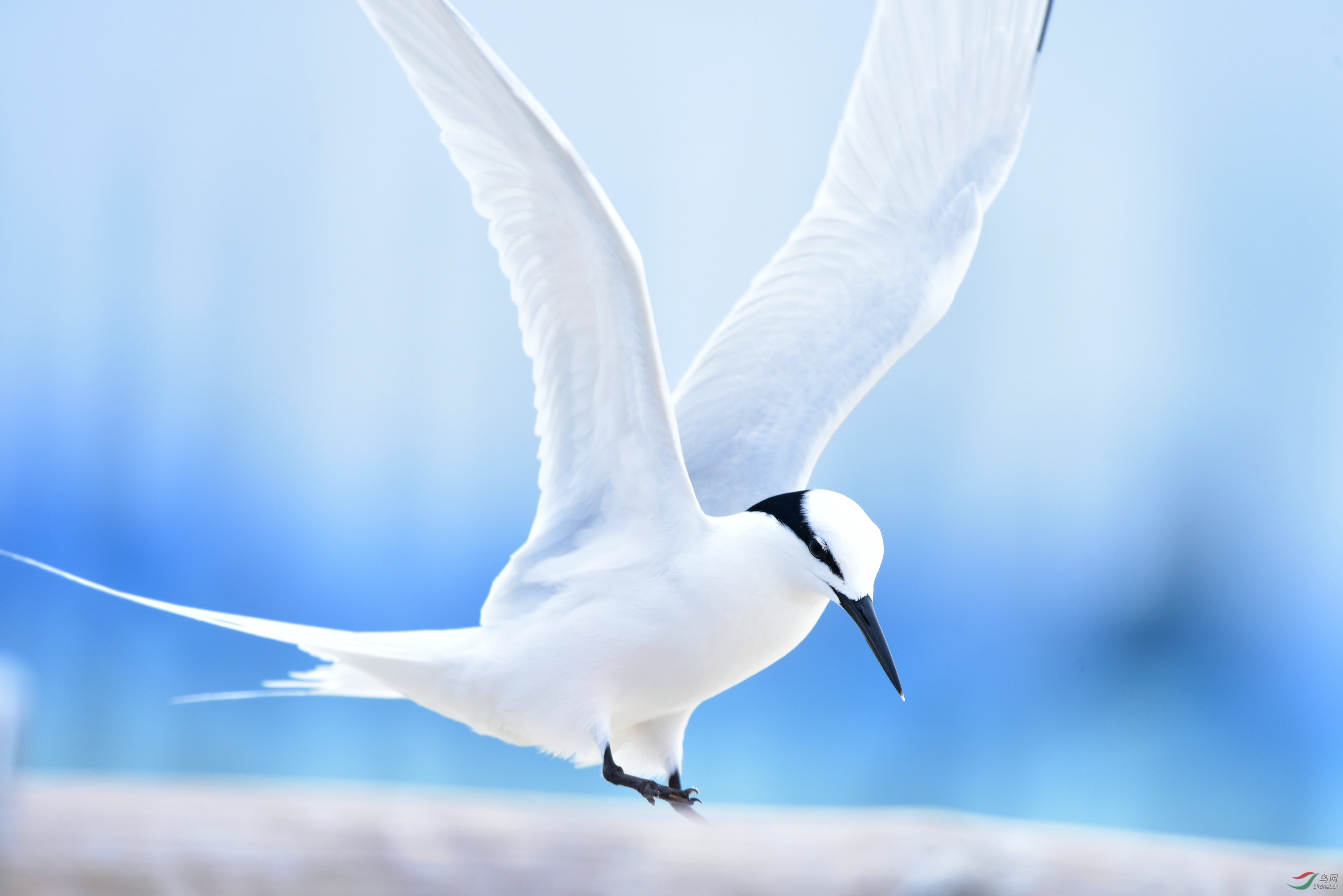 来自西沙群岛全富岛的黑枕燕鸥