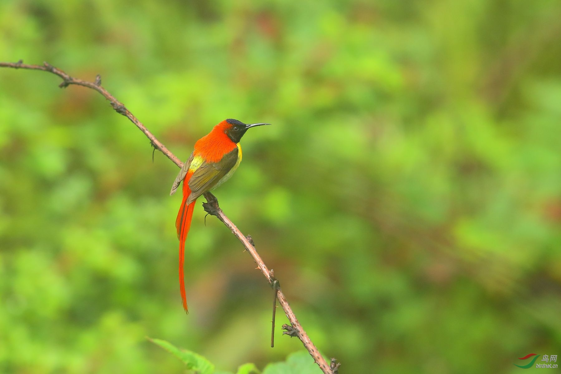 火尾太陽鳥