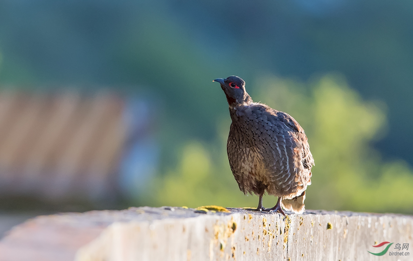 逆光的红喉雉鹑