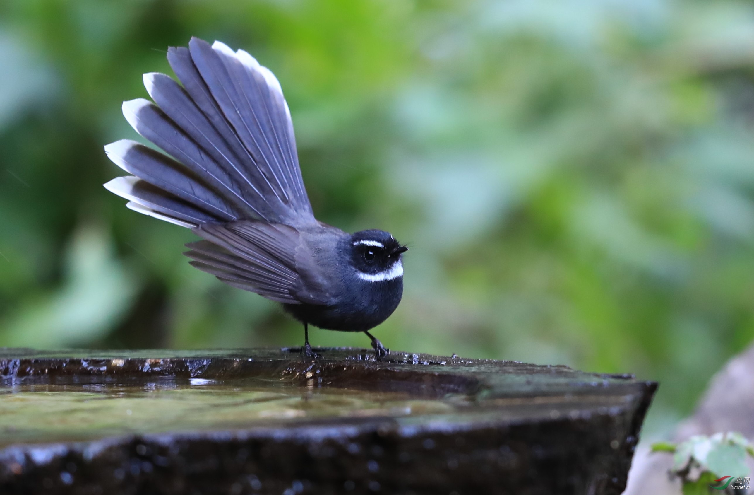 白喉扇尾鹟